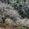 梅嶺賞梅2.JPG