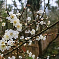 梅嶺賞梅7.JPG