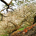 梅嶺賞梅12.JPG