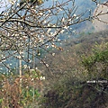 梅嶺賞梅16.JPG