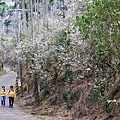 梅嶺賞梅22.JPG