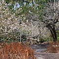 梅嶺賞梅29.JPG