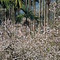 梅嶺賞梅30.JPG