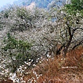 梅嶺賞梅32.JPG