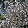 梅嶺賞梅35.JPG