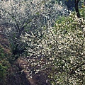 梅嶺賞梅42.JPG