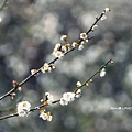 梅嶺賞梅44.JPG