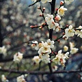 梅嶺賞梅48.JPG