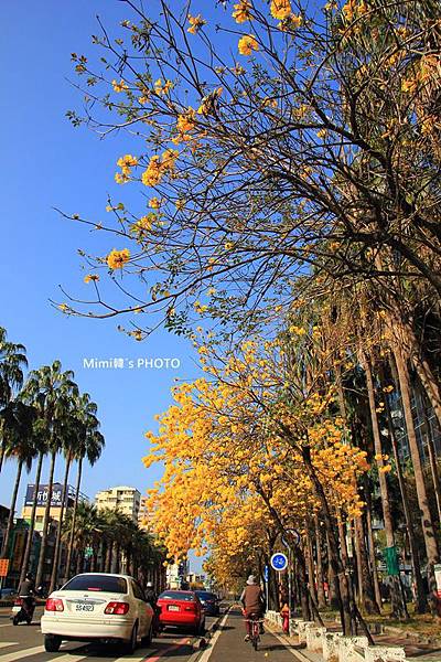 台南風鈴花28.JPG