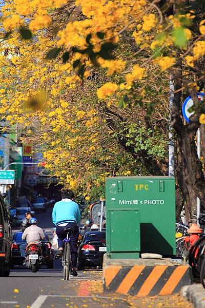 台南風鈴花4.JPG