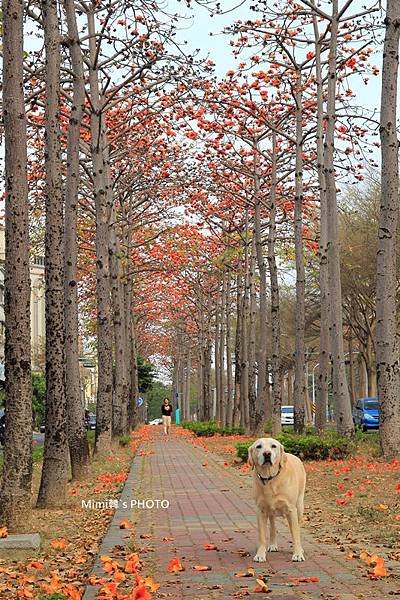 東豐路木棉花1.JPG