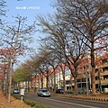 東豐路木棉花2.JPG