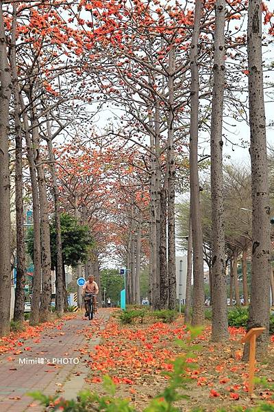 東豐路木棉花7.JPG