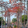 東豐路木棉花9.JPG