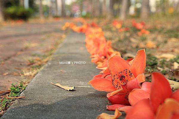 東豐路木棉花21.JPG