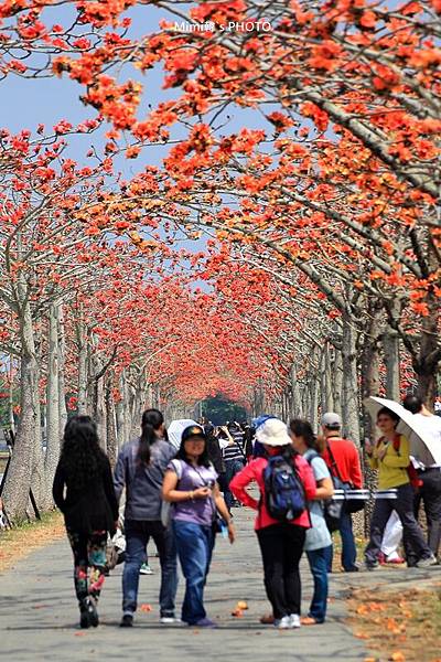 白河木棉花35.JPG