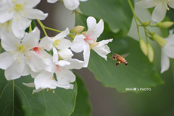 圓林仔桐花13.JPG