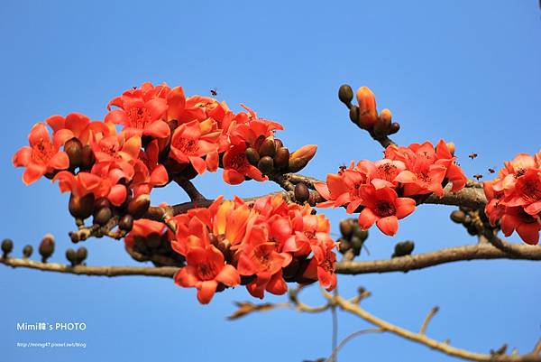 台南佳里木棉花道8.JPG