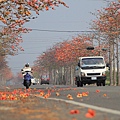 台南佳里木棉花道18.JPG