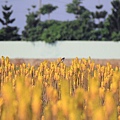 台南景點-安南蘆薈花田-22.jpg