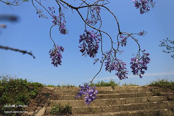 嘉義景點-圓林仔藍花楹油桐花-6.jpg