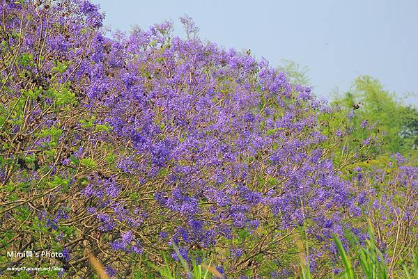 嘉義景點-圓林仔藍花楹油桐花-10.jpg