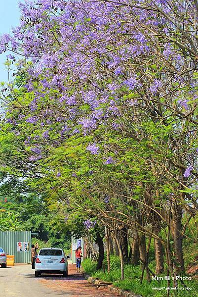 嘉義景點-圓林仔藍花楹油桐花-12.jpg