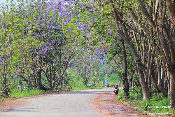 嘉義景點-圓林仔藍花楹油桐花-13.jpg
