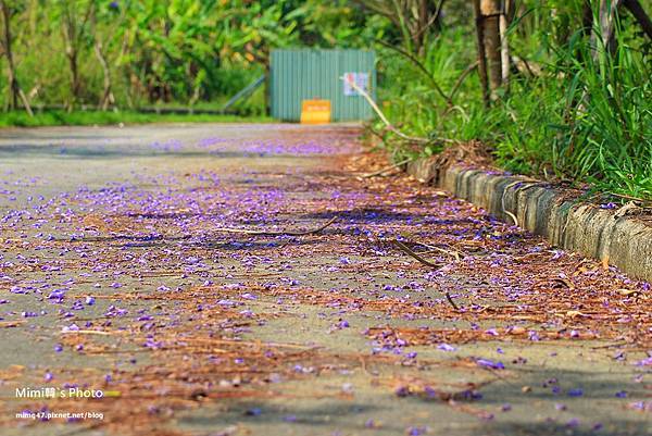 嘉義景點-圓林仔藍花楹油桐花-15.jpg