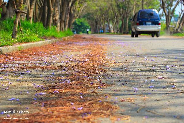 嘉義景點-圓林仔藍花楹油桐花-17.jpg