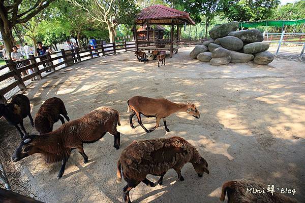 嘉義獨角仙牧場-32.jpg