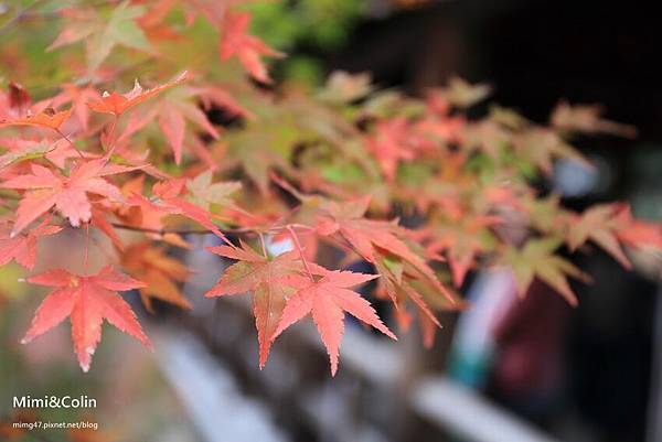 東福寺-20.jpg