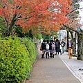 京都嵐山楓葉-14.jpg