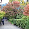 京都嵐山楓葉-38.jpg