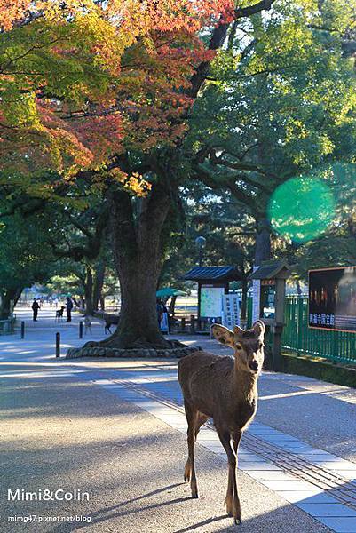 奈良東大寺-9.jpg