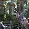 奈良東大寺-38.jpg