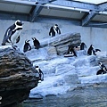 池袋太陽城水族館-19.jpg