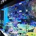 池袋太陽城水族館-29.jpg