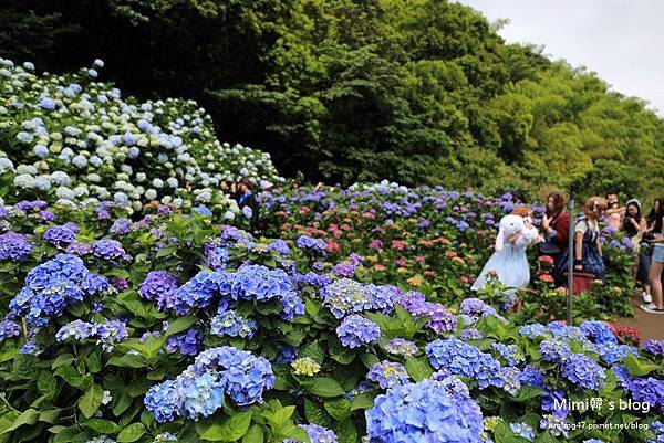 竹子湖繡球花-20.jpg