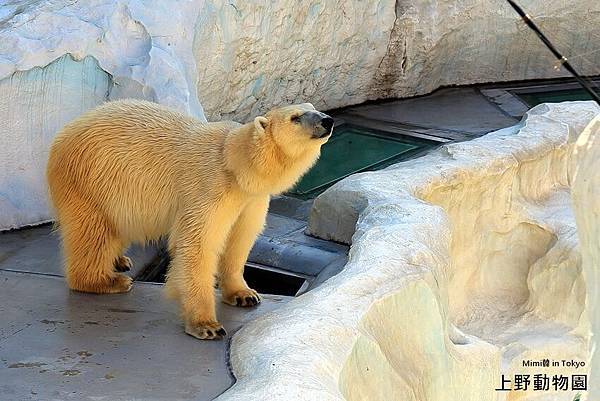 上野動物園-15.jpg