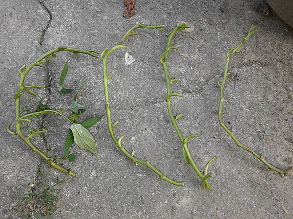 20170506_170757.jpg 20170506_170757.jpg