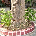 我家的樟樹之一(2008,4).JPG