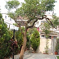 家中的樟樹之一(2008,5)