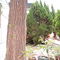 我家的樟樹之二(2008,5).jpg