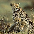cheetah and cubs.jpg
