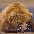 sleeping brown bear.jpg