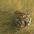 Bengal tiger.jpg