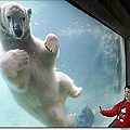 polar bear