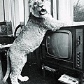 Christian the Lion-3