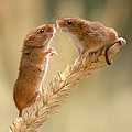 The harvest mice